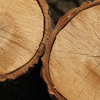 Holzstamm